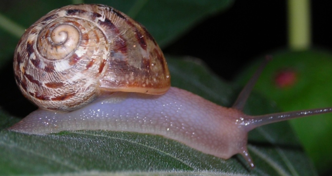 Cornu aspersum (Linnaeus,1758)